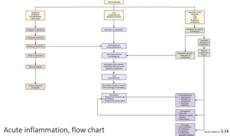 Acute Inflammation Diagram Quizlet