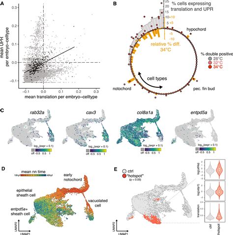 Proteostasis Governs Differential Temperature Sensitivity Across