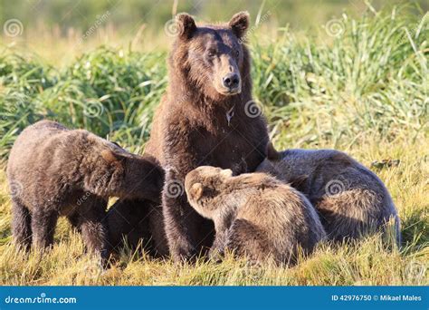 Mother Brown Bear And Triplets That Are Drinking Milk From Mother Stock