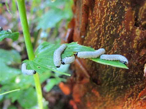 Solomon S Seal Sawfly Larvae The Larvae Eat No Other Plant Flickr