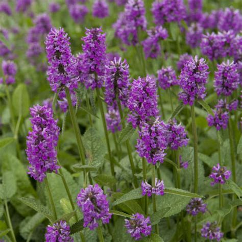 Stachys Monieri Hummelo Perennial Resource