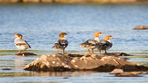 Nature trust 'astounded' by response to 100 Wild Islands campaign | CBC News