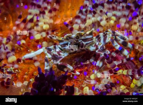 Underwater Anilao Philippines Zebra Crab Stock Photo Alamy