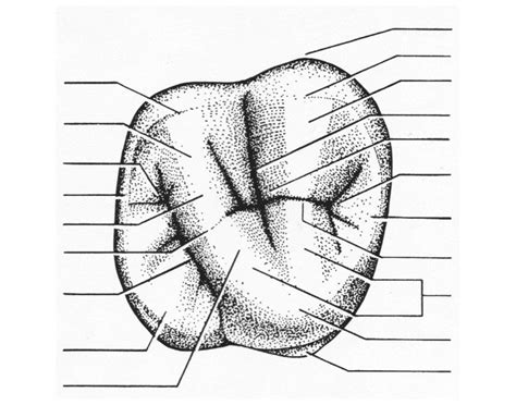 Maxillary First Molar Anatomy Chart Diagram Quizlet