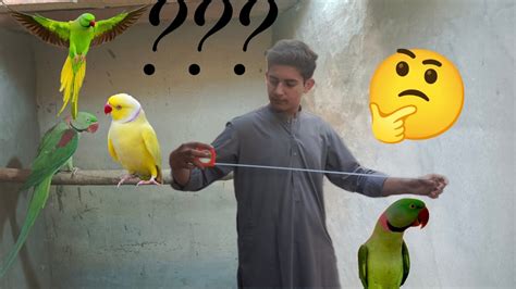 Hamary Raw Parrots Or Yellow Ringneck K Cages Ka Kia Size Hai Youtube