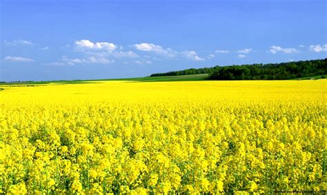 Yellow Flowers Field Best Wallpaper Hd