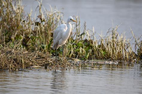 Wildlife Punjab