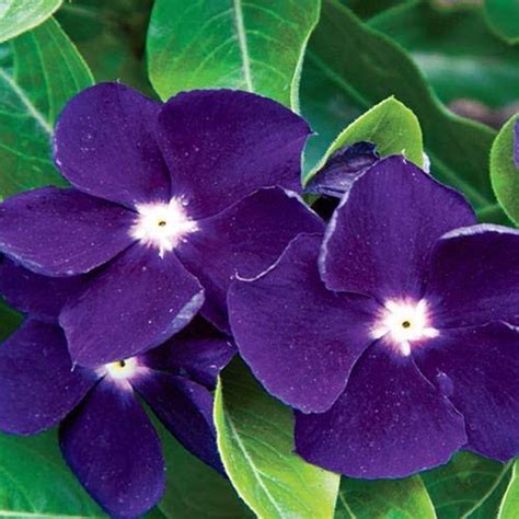 Vinca Sunstorm Purple Periwinkle Flower Seeds Annual 40 Etsy