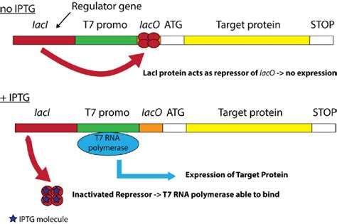 16 Schematic Description Of A Lac Operon For Heterologous Protein Download Scientific Diagram