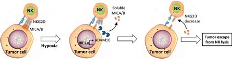 Soluble Mica B Regulate Nkg D Receptors On The Surface Of Nk Cells