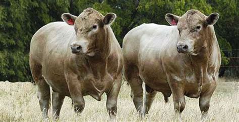 Murray Grey cattle - Alchetron, The Free Social Encyclopedia