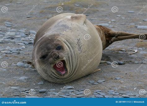 Cute Angry Seal Resting On A Bed Of Gravel And Stones Near A Body Of