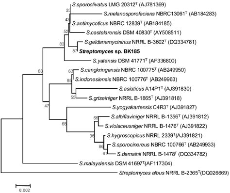 Phylogenetic Tree Based On Nearly Complete 16s Rrna Gene Sequences