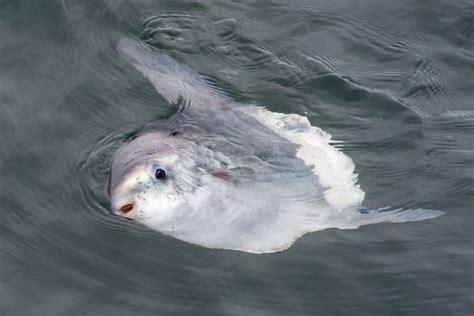 Id Like To Share My Favorite Animal The Ocean Sunfish With You All