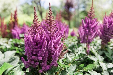 Planting and Caring for Astilbe | Kalleco Nursery Corp, Hudson Valley, NY