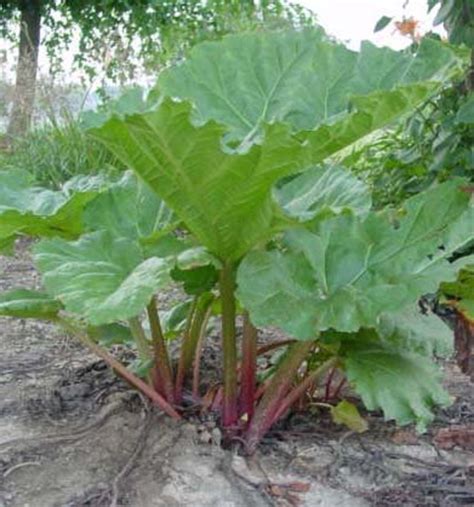 Comment R Colter Et Pr Parer La Rhubarbe Pour La Cuisson La Cuisson Et