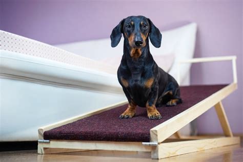 8 Best Dog Ramps in 2024 - Reviews & Top Picks | Pet Keen