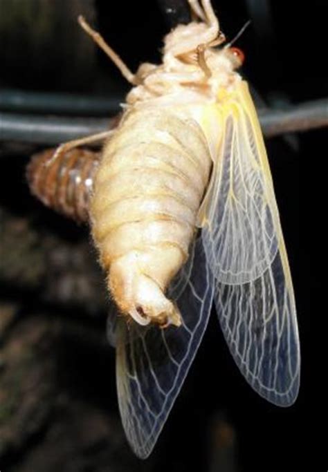 Cicada Wings / Cicada Wings Naturally Passively Destroy Bacteria Lazer Horse / The veined wing ...