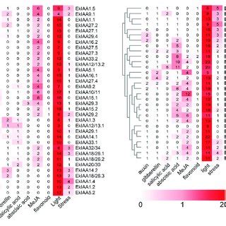 Predicted Cis Elements In The Ekiaa And Ekarf Promoters The Promoter