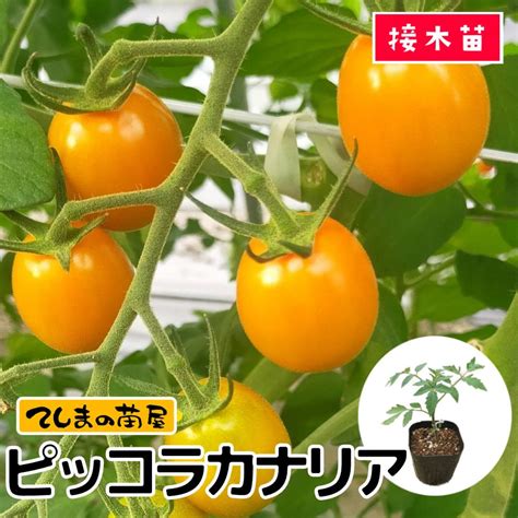 【てしまの苗】 ミニトマト ピッコラカナリア 断根接木苗 9cmポット 野菜苗 培土 種 堆肥 【人気】 てしまの野菜苗果菜類の苗