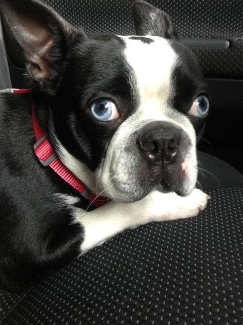 A Boston Terrier With Blue Eyes Boston Terrier Boston Terrier Love