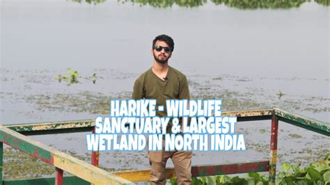 Harike Hari Ke Pattan Bird Sanctuary Largest Wetland In North