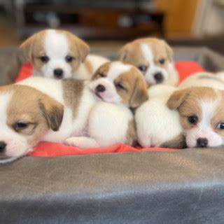 R Gammal Blandras Pappa R Dansk Svensk G Rdshund Och Mamma