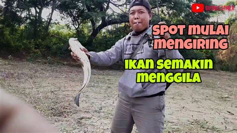 Casting Ikan Gabus Di Saat Air Mulai Surut Youtube