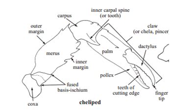 Category: Claws - Life Adoption: CRAB Biomimicry