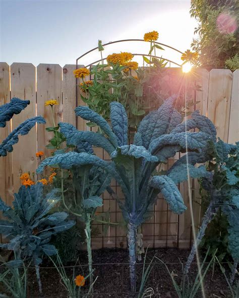 How To Grow Kale Guide To Plant Harvest And Use Kale ~ Homestead And Chill