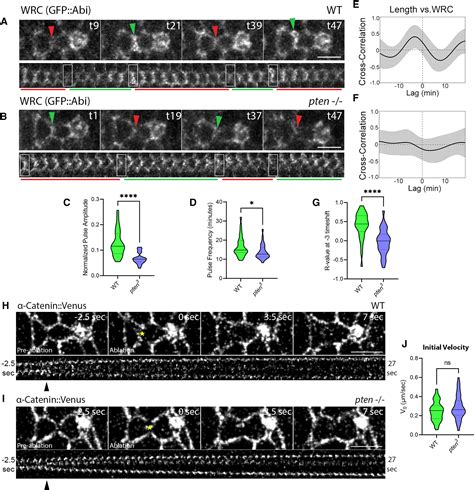 Pten PI3K And PtdIns 3 4 5 P3 Dynamics Control Pulsatile Actin