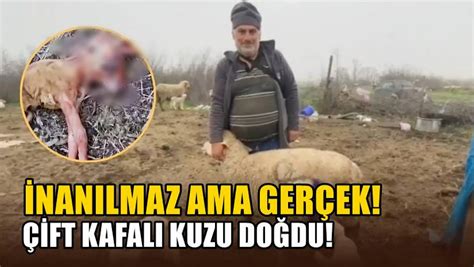 İnanılmaz Ama Gerçek Çift Kafalı Kuzu Doğdu