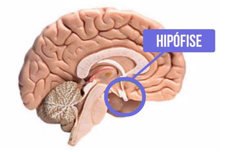 Onde Fica A Hipófise - hipófise - Enfermagem Florence