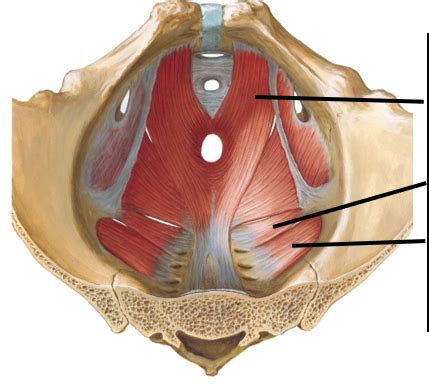 Diagram Of Pelvic Floor Quizlet