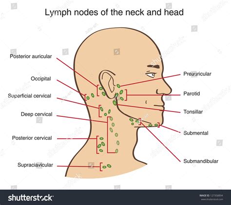 Lymph Nodes Neck Head Stock Vector 127358894 - Shutterstock