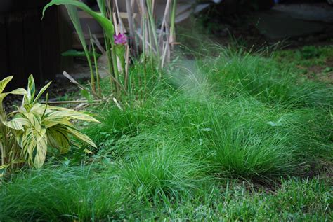 Carex Rosea Rosy Sedge Charleston Aquatic And Environmental Inc