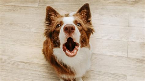 Qué significa que tu perro ladre según la ciencia veterinaria