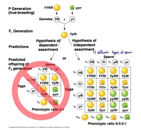 Biology Chapter Mendel And The Gene Idea Flashcards Quizlet