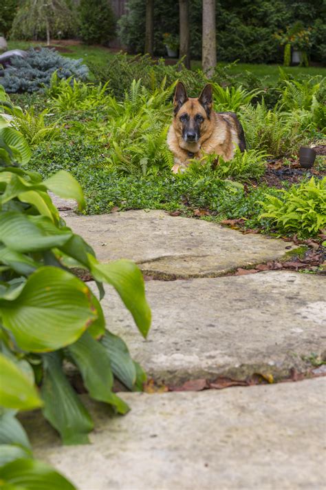 Paw Patrol: Landscaping for Dogs - Seiler's Landscaping — Seiler's Landscaping - Cincinnati