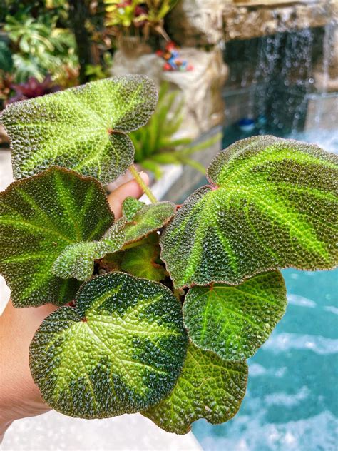 RARE Begonia Soli Mutata Variegated Live House Plant Potted 4 terrariu ...
