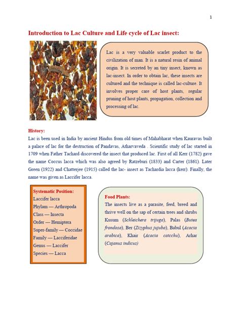 Life cycle of lac lac insect | PDF | Insects | Anatomical Terms Of Location