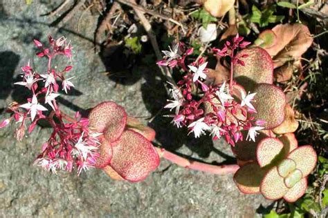 Crassula Multicava Subsp Multicava