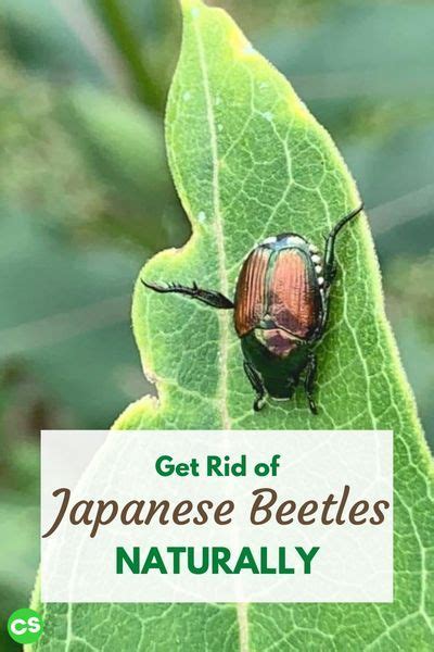 5 Best Ways To Get Rid Of Japanese Beetles Naturally Artofit