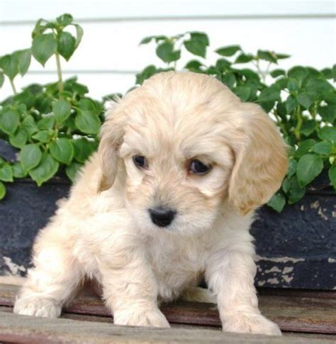 Cavachon Puppies For Sale Austin Tx 202510 Petzlover