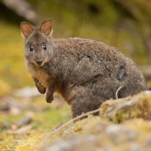 Tasmanian Pademelon - Profile | Traits | Facts | Juvenile | Size ...