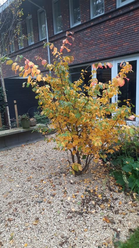 Meerstammige Perzisch IJzerhout Parrotia Persica Bomenwebwinkel Nl