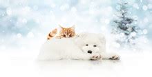 Christmas Dog & Cat Background Free Stock Photo - Public Domain Pictures