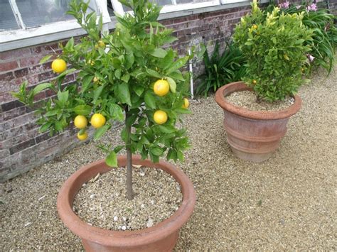 Dwarf Fruit Trees A Planting Guide For Fruit Trees In Containers