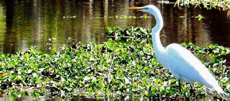 New Orleans Airboat Tours New Orleans Swamp Tours