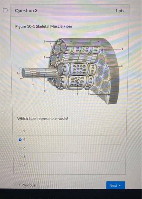 Solved Figure 10 1 Skeletal Muscle Fiber Which Label Chegg